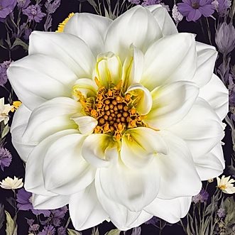 White dahlia flower