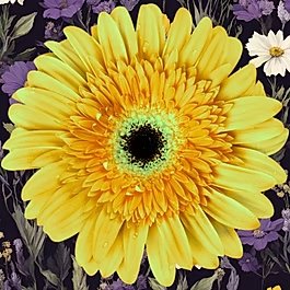 Yellow gerbera flower